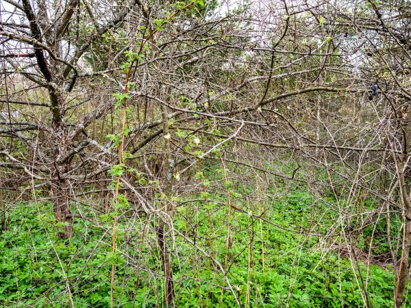Underbrush Clearing in Nampa