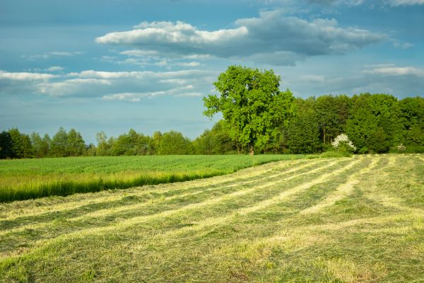 Cost of Vegetation Removal in Nampa