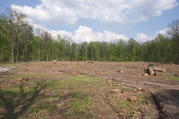 Cost of Pasture Clearing in Nampa