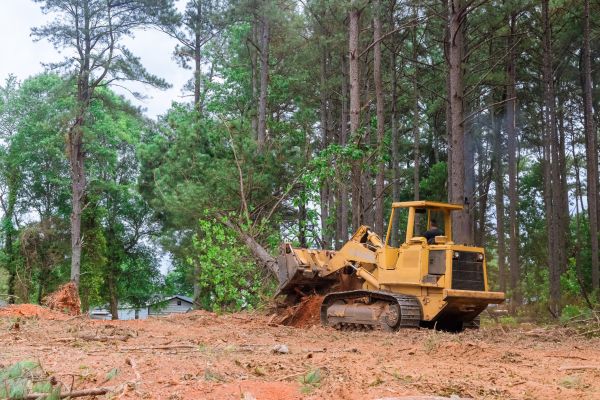 Forest Thinning in Nampa