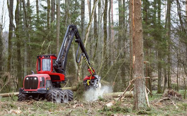 Cost of Forest Clearance Service in Nampa