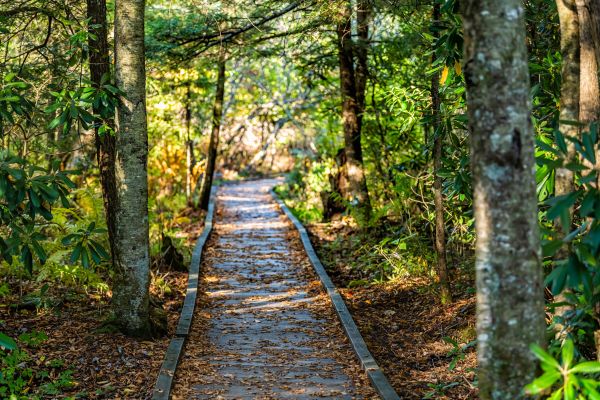 Cost of Trail Clearing in Nampa